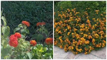 Lantana termesztés Lantana termesztés