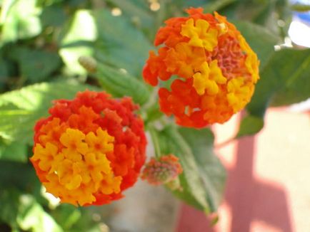 Lantana termesztés Lantana termesztés