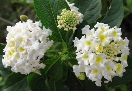 Lantana termesztés Lantana termesztés