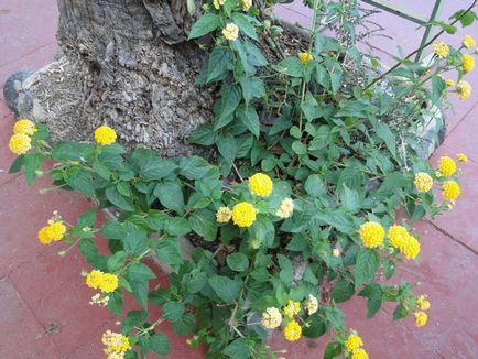 Lantana termesztés Lantana termesztés