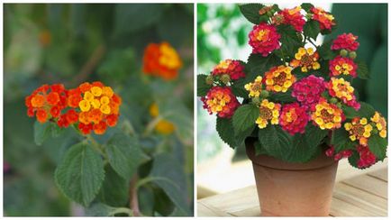 Lantana termesztés Lantana termesztés