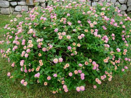 Lantana termesztés