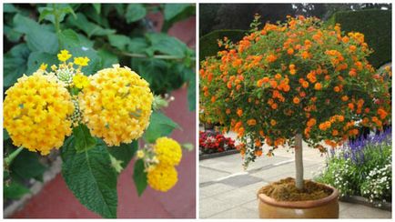 Lantana termesztés Lantana termesztés