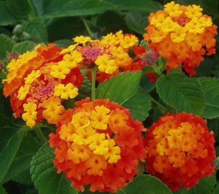 Lantana termesztés Lantana termesztés
