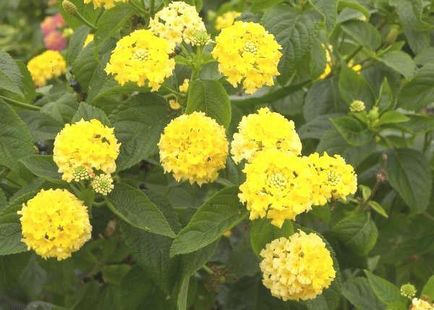 Lantana termesztés Lantana termesztés