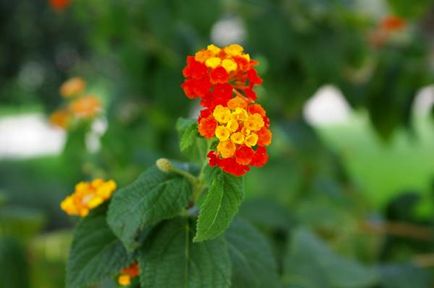 Lantana termesztés Lantana termesztés