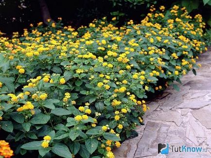 Lantana termesztés