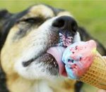 Kutya fagylalttal