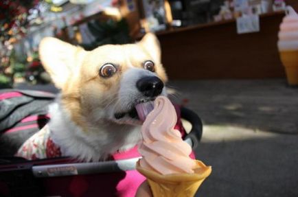 Kutya fagylalttal