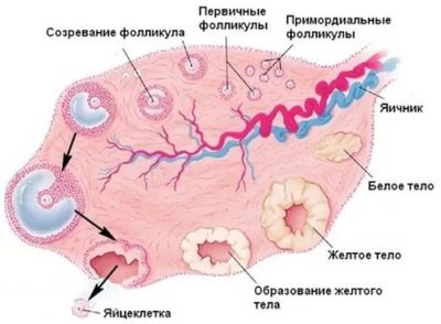 Follicle robban miért nem Follicle robban miért nem