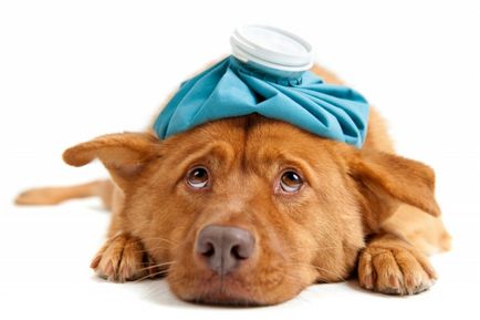 Tünetei piroplazmózisra kutyák