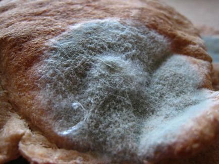 Hogyan penészes kenyér