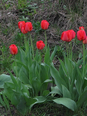 Tulipán termesztés és gondozás Tulipán termesztés és gondozás