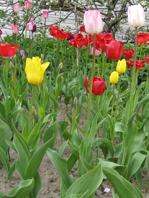 Tulipán termesztés és gondozás Tulipán termesztés és gondozás