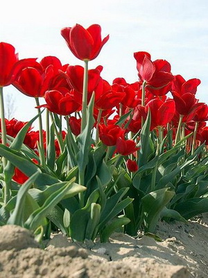 Tulipán termesztés és gondozás Tulipán termesztés és gondozás