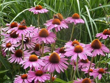 Echinacea mi ez