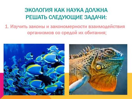 Mi ökológia bemutatása Mi ökológia bemutatása