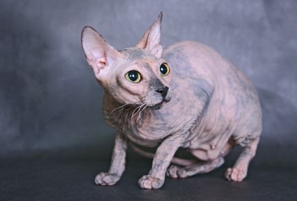 Szfinx macska fajták