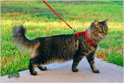 Hogyan kell viselni a kábelköteg a macska