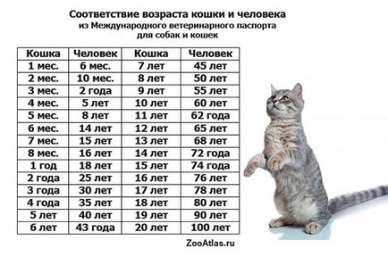 Hány éves a macska egy évre