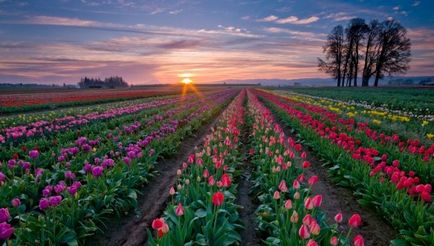 Tulipán termesztés és gondozás