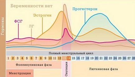 Zsíros gyomor, mint a menstruáció előtt