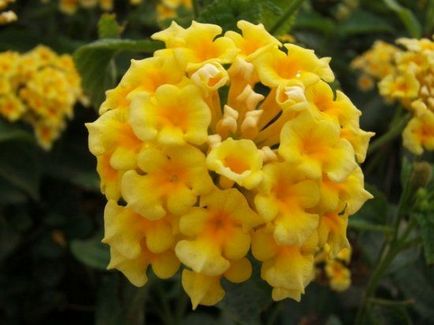 Lantana termesztés