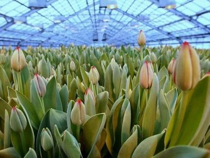 Tulipán termesztés és gondozás