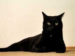 Két fekete macska