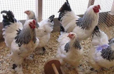 Hogyan lehet csökkenteni a csirkék