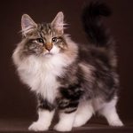 Balinéz macska fajta leírás, fotó, videó, gondoskodás