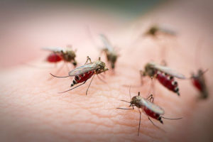Mi félnek a szúnyogok a legjobb népi jogorvoslati