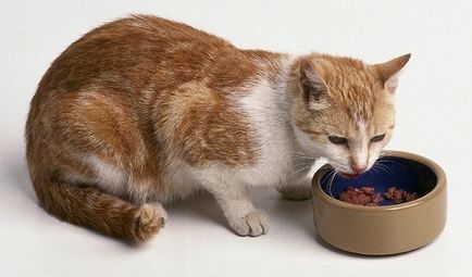 Hogyan kell etetni a macska születése után az egészséges táplálkozás szabályait