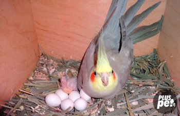 Mi a takarmány egy papagáj Corella otthoni diéta rajz