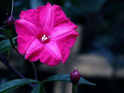 Hajnalka virág - a gondozás és ültetés; fotó Morning Glory, Morning Glory sok éve - növekvő magról