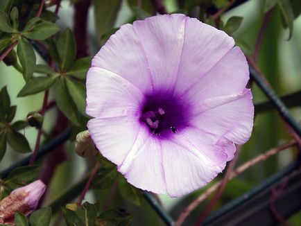 Hajnalka virág - a gondozás és ültetés; fotó Morning Glory, Morning Glory sok éve - növekvő magról