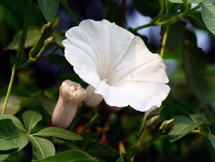 Hajnalka virág - a gondozás és ültetés; fotó Morning Glory, Morning Glory sok éve - növekvő magról