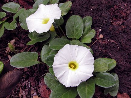 Hajnalka virág - a gondozás és ültetés; fotó Morning Glory, Morning Glory sok éve - növekvő magról