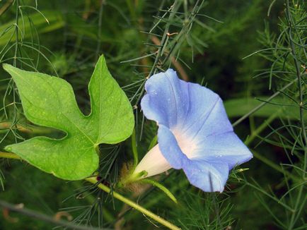 Hajnalka virág - a gondozás és ültetés; fotó Morning Glory, Morning Glory sok éve - növekvő magról