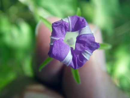 Hajnalka virág - a gondozás és ültetés; fotó Morning Glory, Morning Glory sok éve - növekvő magról