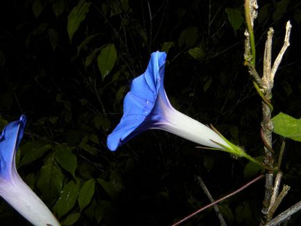 Hajnalka virág - a gondozás és ültetés; fotó Morning Glory, Morning Glory sok éve - növekvő magról