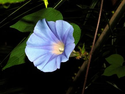 Hajnalka virág - a gondozás és ültetés; fotó Morning Glory, Morning Glory sok éve - növekvő magról