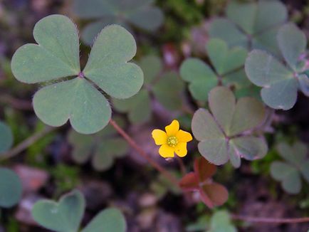 Sóska virág - ellátás az otthoni ültetés és tenyésztési oxalis; otthon oxalis - oksalis