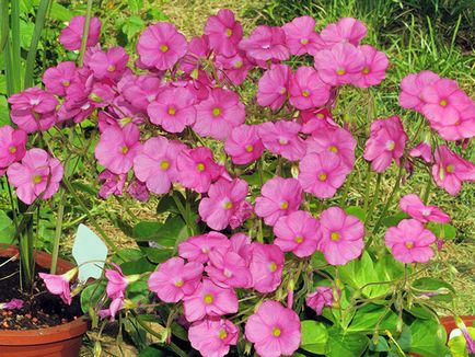 Sóska virág - ellátás az otthoni ültetés és tenyésztési oxalis; otthon oxalis - oksalis