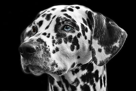 Dalmát kutya fajta leírás, természet, körülmények, vélemények tulajdonosok