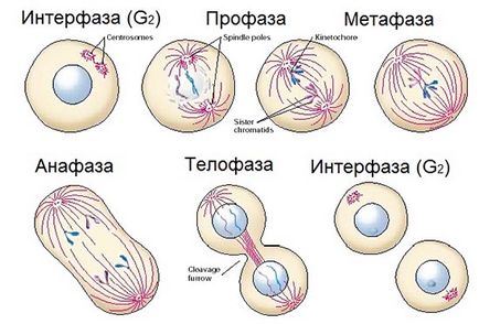 Sejtosztódás - studopediya