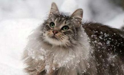 Hosszúszőrű macska fajták listája fotókkal, ápolás - murkote körülbelül macskák és macskák