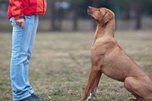 Dogipediya - minden a kutyákról - hírek, cikkek, fotók