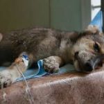 Stroke tüneteinek kutyák kezelés, a gyógyszerek, elsősegély, a tünetek korai jelek, következmények