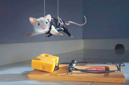 Hogyan lehet megszabadulni a egerek vagy patkányok mester